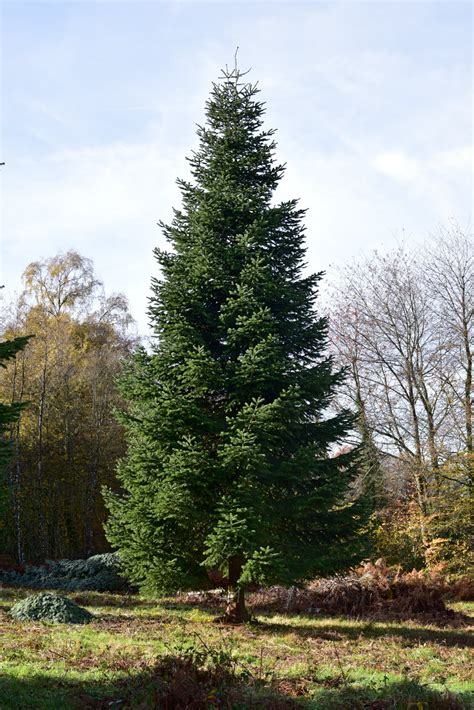 agriculture le sapin de lelysee vient du morvan