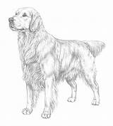 Retriever Golden Coloring Pages Print Printable Puppy Realistic Draw Popular Drawings Animals Safari Designlooter Library Clipart Swedish Insurance sketch template