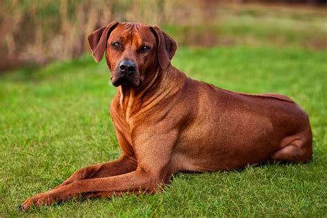 red dog breeds  smart dog guide