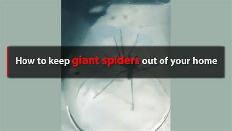 sex crazed spiders are invading your home but these 5 simple diy