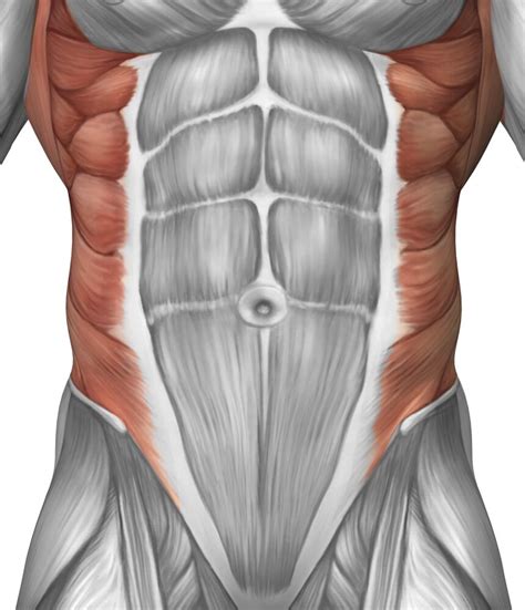 musculos abdomen images