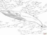Whale Minke Coloring Pages Humpback Skip Main Printable Whales Animal Drawing sketch template
