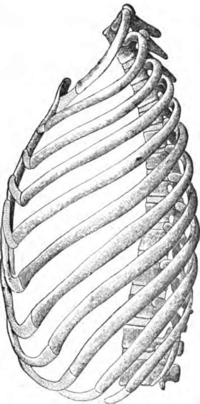 The Structure Of The Thorax
