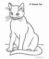 Coloring Cat Pages Printable Cats Kids Color Colouring Print Siamese Kitten Printing Help Raisingourkids Animal Kittens Malvorlagen sketch template