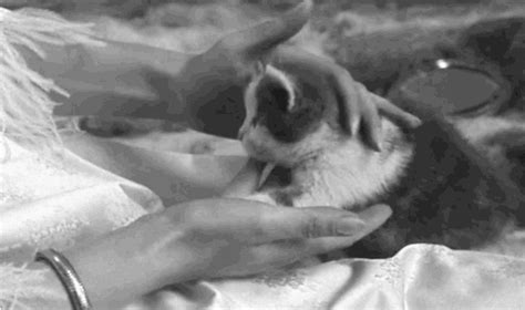 agnes varda cat by fandor find and share on giphy