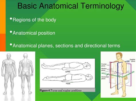 ppt introduction to anatomy and physiology powerpoint presentation id