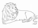 Lion Coloring Printable Animals Pages Drawing Drawings Jungle Kb sketch template