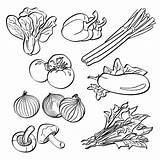 Choy Bok Illustrations Vector Vegetables Set Stock Dropbox Lb03 Dl sketch template