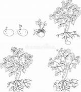 Potato Cycle Coloring Plant Growth Stock Illustration Illustrations Preview sketch template