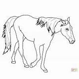 Coloring Palomino Horse Pages sketch template