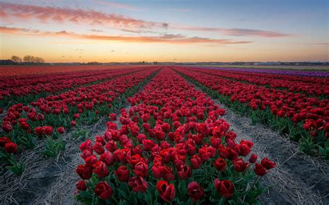 field with red tulips netherlands 4k hd desktop wallpaper