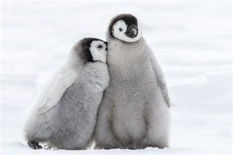 adorable   baby penguins