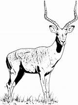Gazelle Clipart Coloring Pages Clip Horned Animals Cliparts Color Library Designlooter Drawings Wildlife Printable Clipground Getcolorings 59kb 1625 Hoofed sketch template