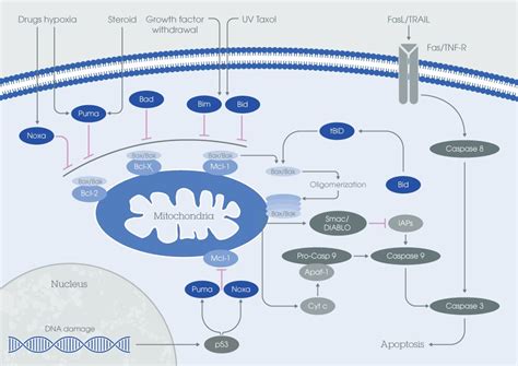 bcl   apoptosis checkpoint family abcam