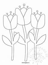 Tulips Holland Tulip Coloringpage sketch template