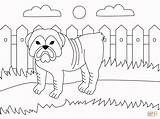 Bulldog Kolorowanki Buldog Mammals Angielski Kolorowanka Supercoloring Druku Inglese sketch template