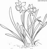 Daffodil Colorat Narzisse Flori Narcissus Narcise Planse Malvorlagen Daffodils Primavara Narcisa Desene Supercoloring Jonquille Pattern Interferente Creion Gelbe Pseudonarcissus Lent sketch template