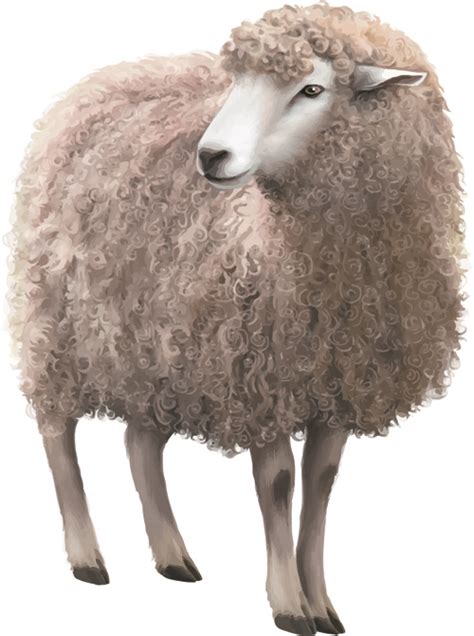 realistic sheep vector material welovesolo