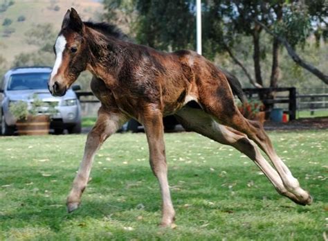 lonhro hashtag  twitter thoroughbred foal foals horses