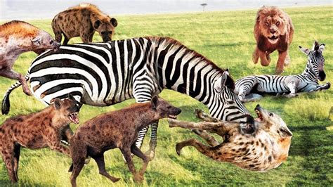 zebra destroy hyena rescue baby hyenas impotent  zebra escape buffalo  lion youtube