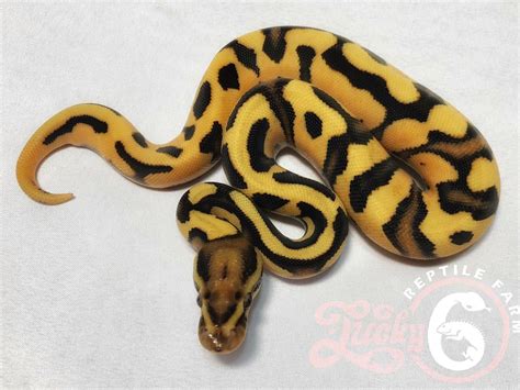Super Orange Dream Morph List World Of Ball Pythons