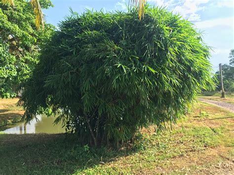 outdoor bamboo plants top growing tips