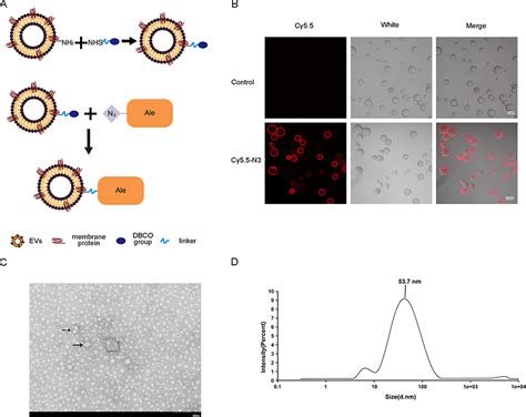 bone targeted extracellular vesicles from mesenchymal stem cells for o