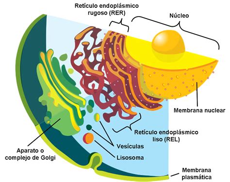 membranas funciones
