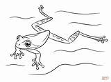 Frog Coloring Swimming Tree Pages Masked Green Drawing Frogs Drawings Printable sketch template