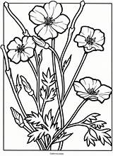 Coloring Pages Poppy Wildflowers California Flowers Wild Book Drawing Wildflower Flower Color Adult Sheets Stained Glass Kids Colouring Publications Dover sketch template