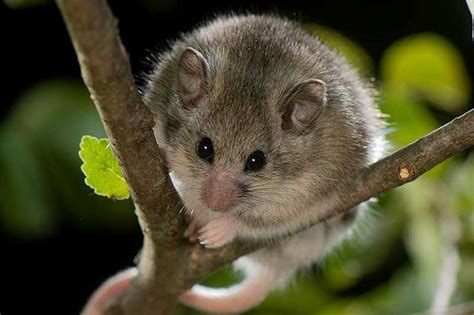 coming   dormice  international conference ptes