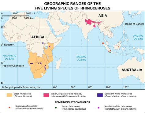 rhinoceros horn habitat facts britannica