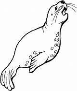 Seal Coloring Cute Clipart Drawing Pages Library Harp sketch template