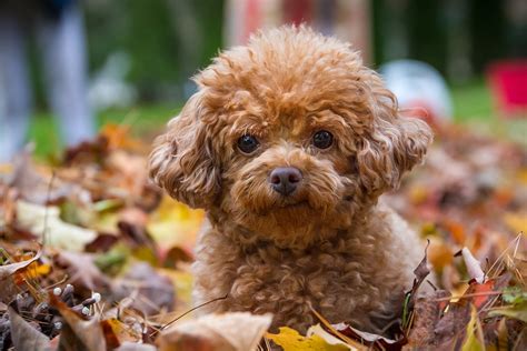 toy poodle dog health characteristics history  guide