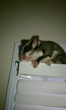 sugar glider pair  complete set  cage included  sale  beach virginia classified