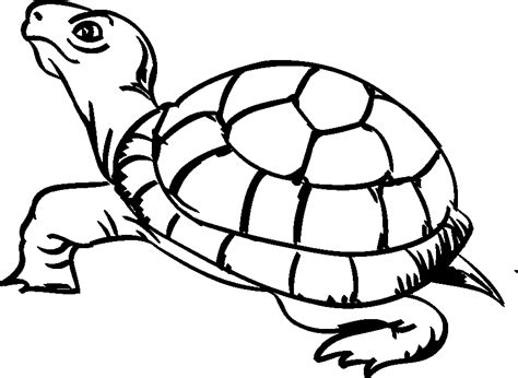 tortoise pictures  colour az coloring pages clipart