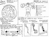 Coloring Endocrine System Sheet Choose Board sketch template