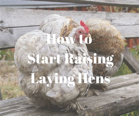 how to start raising laying hens happy holistic homestead
