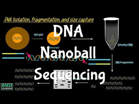 nanoball sequencing dna nanoball sequencing youtube