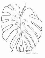 Monsteria Segedin Sefton Zrobic Philodendron sketch template