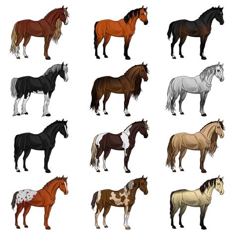 horse breeds  types