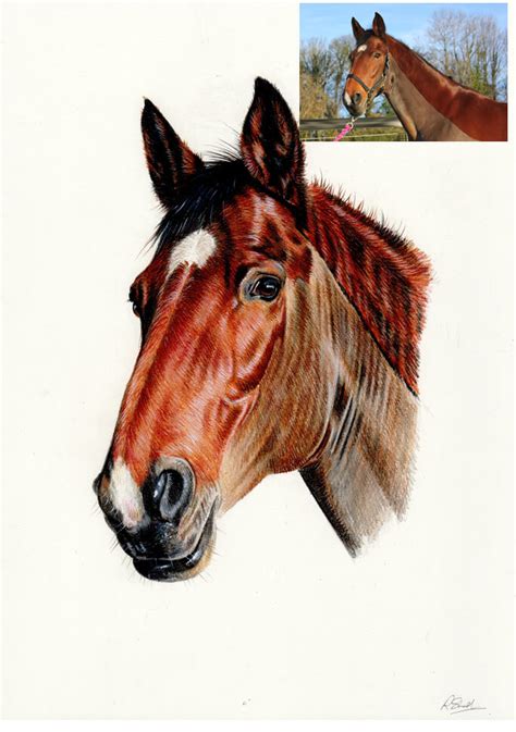 colour pencil drawing  horse commission hand drawn portraits