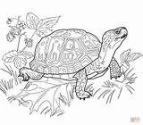 Turtle Coloring Box Pages Eastern Printable Realistic Animal Adults Drawing Color Outline Land Sheets Print Clipart Turtles Supercoloring Getdrawings Getcolorings sketch template