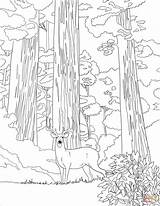 Sequoia Mule Supercoloring Narodowy Kalifornia Drukuj sketch template