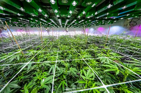 automate  increase indoor cannabis cultivation quality yield