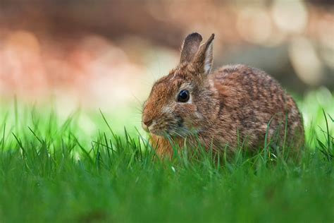 cute rabbit flickr photo sharing