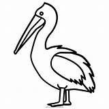 Coloring Pelican sketch template