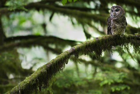 benefit  thinning forests  spotted owls    clear cut