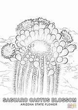Cactus Coloring Saguaro Pages Blossom Blossoms Idaho Color Arizona Printable Drawing Getcolorings Flower State Categories sketch template