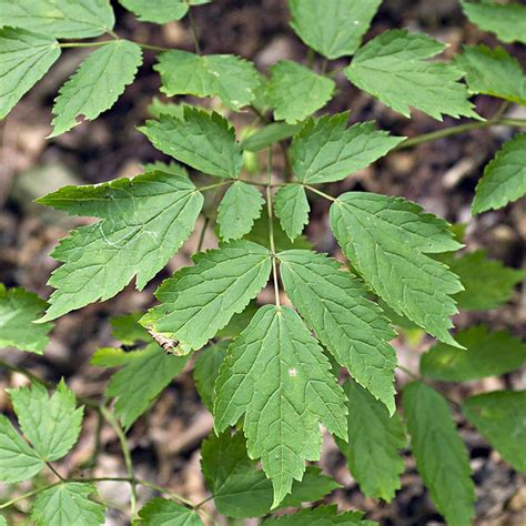 medicinal plants herbs for female lubrication in uganda homes of heaven